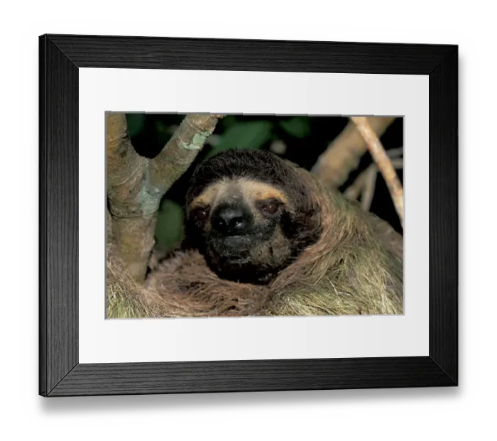 Framed Print : CA, Panama, Barro Colorado Island three-toed sloth portrait (Bradypus variegatus)