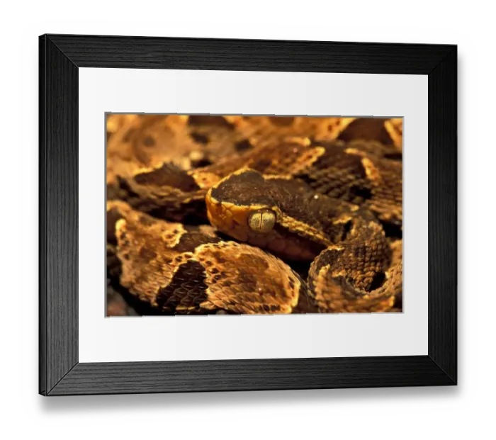 Framed Print : CA, Panama, Soberania NP fer de lance (Bothrops asper) curled up in leaf litter Framed Print : CA, Panama, Soberania NP fer de lance (Bothrops asper) curled up in leaf litter
