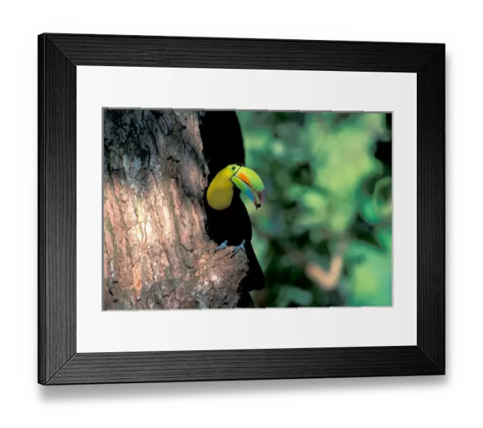 Framed Print : CA, Panama, Soberania NP Keel-billed Tucan in tree (Ramphastos sulfuratus brevicarinatus)
