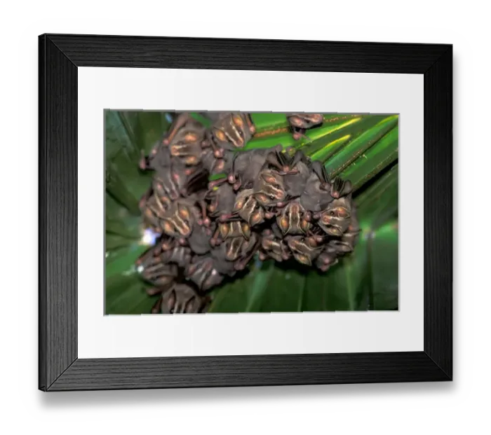 Framed Print : CA, Central Panama, Barro Colorado Island bats in tent (Uroderma bilobatum) Framed Print : CA, Central Panama, Barro Colorado Island bats in tent (Uroderma bilobatum)
