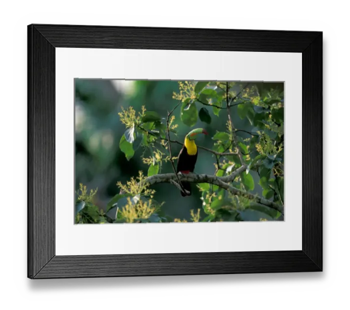 Framed Print : CA, Panama, Soberania NP Keel-billed Tucan in tree (Ramphastos sulfuratus brevicarinatus) Framed Print : CA, Panama, Soberania NP Keel-billed Tucan in tree (Ramphastos sulfuratus brevicarinatus)