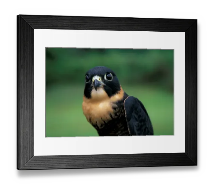Framed Print : CA, Panama, Barro Colorado Island bat falcon portrait (Falco rufigularis) Framed Print : CA, Panama, Barro Colorado Island bat falcon portrait (Falco rufigularis)