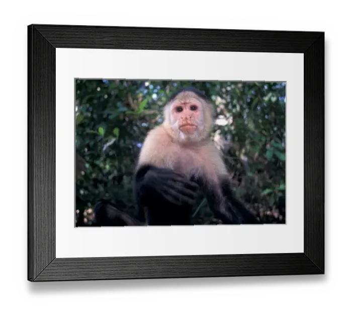 Framed Print : CA, Panama, Barro Colorado Island white face monkey portrait (Cebus capucinus) Framed Print : CA, Panama, Barro Colorado Island white face monkey portrait (Cebus capucinus)