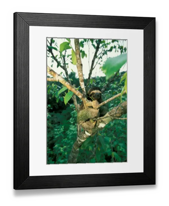 Framed Print : CA, Panama, Barro Colorado Island three-toed sloth seen in canopy (Bradypus variegatus)