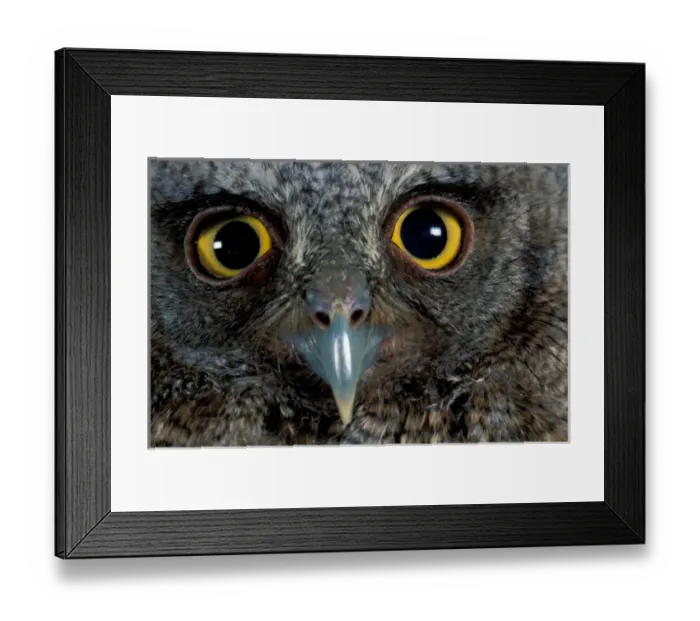 Framed Print : CA, Panama, Barro Colorado Island tropical screech owl portrait (Otus choliba) Framed Print : CA, Panama, Barro Colorado Island tropical screech owl portrait (Otus choliba)