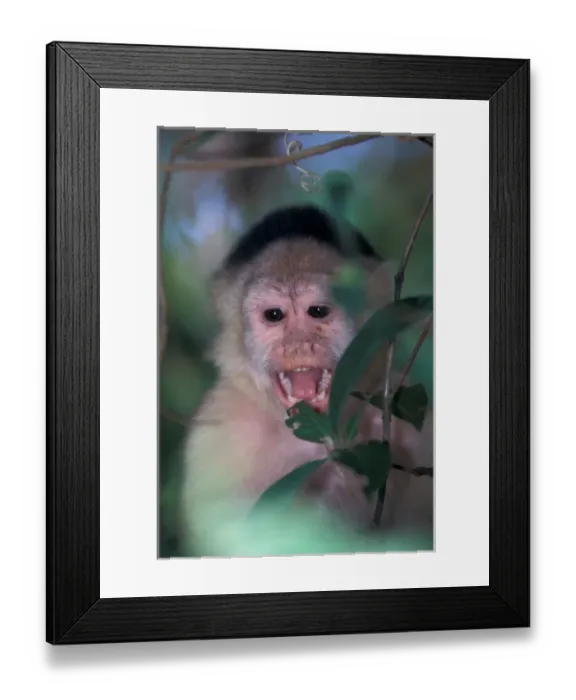 Framed Print : CA, Panama, Barro Colorado Island white face monkey portrait (Cebus capucinus)
