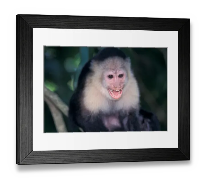 Framed Print : CA, Panama, Barro Colorado Island white face monkey portrait (Cebus capucinus) Framed Print : CA, Panama, Barro Colorado Island white face monkey portrait (Cebus capucinus)