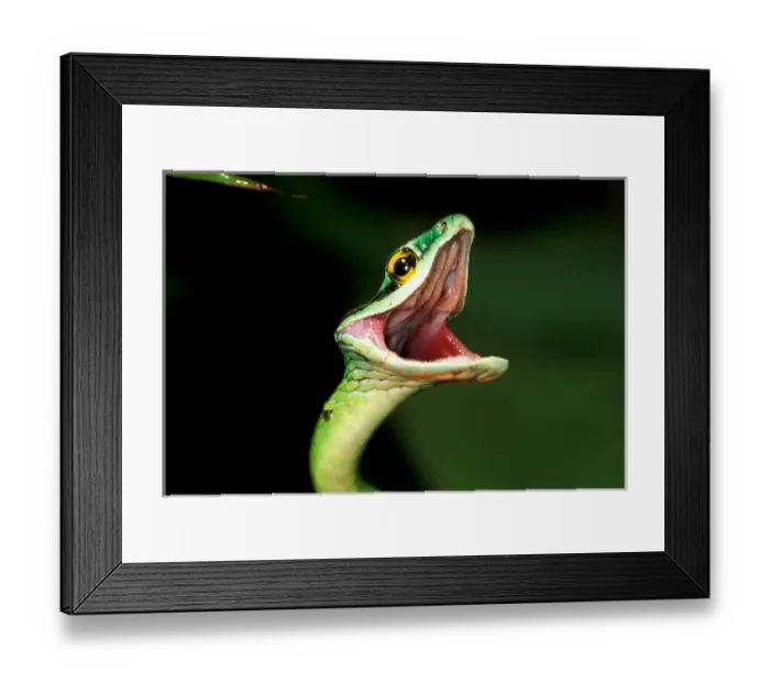 Framed Print : CA, Panama, Barro Colorado Island Green parrot snake portrait threatening display Framed Print : CA, Panama, Barro Colorado Island Green parrot snake portrait threatening display