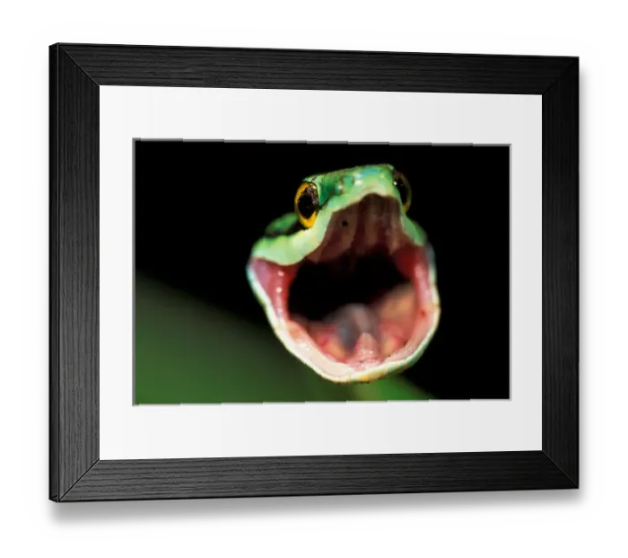 Framed Print : CA, Panama, Barro Colorado Island Green parrot snake portrait threatening display Framed Print : CA, Panama, Barro Colorado Island Green parrot snake portrait threatening display