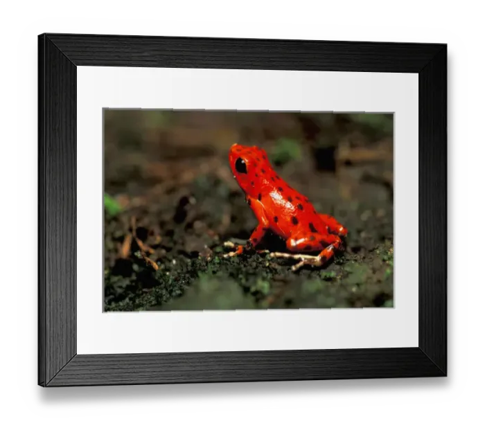 Framed Print : CA, Panama, Barro Colorado Island red poison dart frog from Bocas del Toro (Dendrobates Framed Print : CA, Panama, Barro Colorado Island red poison dart frog from Bocas del Toro (Dendrobates
