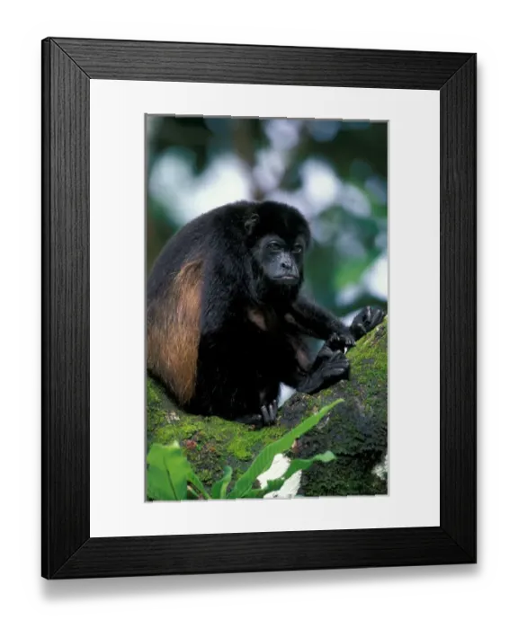 Framed Print : CA, Panama, Barro Colorado Island black howler monkey (Alouatta palliata) Framed Print : CA, Panama, Barro Colorado Island black howler monkey (Alouatta palliata)