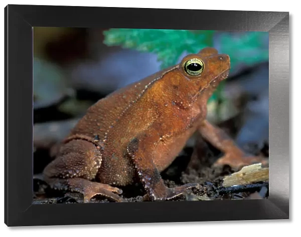 CA, Panama, Barro Colorado Island leaf toad (Bufo thyphonius)