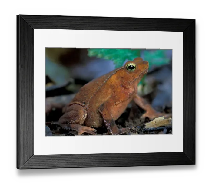 Framed Print : CA, Panama, Barro Colorado Island leaf toad (Bufo thyphonius) Framed Print : CA, Panama, Barro Colorado Island leaf toad (Bufo thyphonius)
