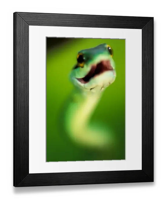 Framed Print : CA, Panama, Barro Colorado Island Green parrot snake portrait threatening display