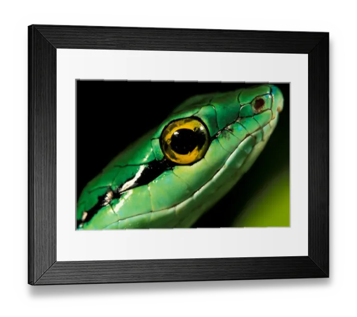 Framed Print : CA, Panama, Barro Colorado Island Green parrot snake portrait (Leptophis ahaetulla) Framed Print : CA, Panama, Barro Colorado Island Green parrot snake portrait (Leptophis ahaetulla)