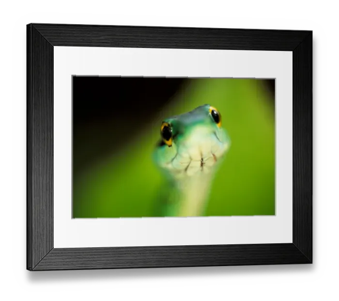 Framed Print : CA, Panama, Barro Colorado Island Green parrot snake portrait (Leptophis ahaetulla)