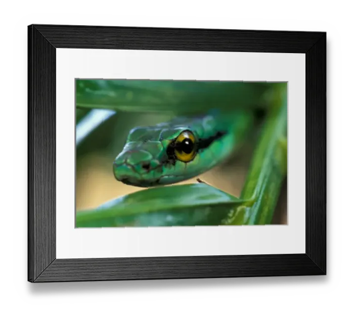 Framed Print : CA, Panama, Barro Colorado Island Green Parrot Snake portrait (Leptophis ahaetulla) Framed Print : CA, Panama, Barro Colorado Island Green Parrot Snake portrait (Leptophis ahaetulla)