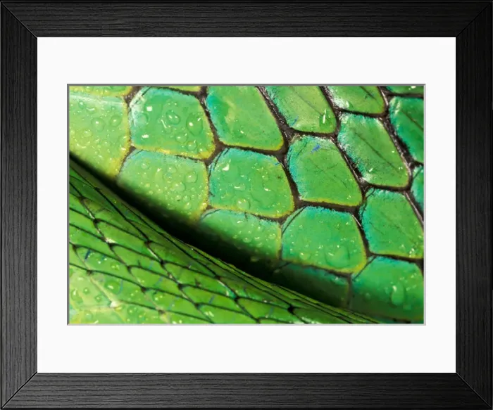 Framed Print : CA, Panama, Barro Colorado Island Green Parrot Snake skin detail (Leptophis ahaetulla) Framed Print : CA, Panama, Barro Colorado Island Green Parrot Snake skin detail (Leptophis ahaetulla)
