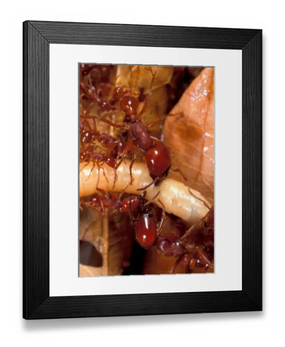 Framed Print : CA, Panama, Barro Colorado Island army ant attacking beetle larvae (Labidus sp. ) Framed Print : CA, Panama, Barro Colorado Island army ant attacking beetle larvae (Labidus sp. )
