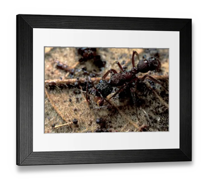 Framed Print : CA, Panama, Barro Colorado Island Ectatomma ant drinking water (Ectatomma sp. )