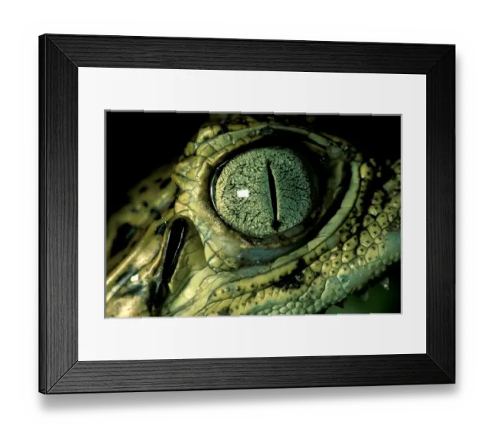 Framed Print : CA, Panama, Barro Colorado Island baby Narrow-snouted Spectacled Caiman portrait Framed Print : CA, Panama, Barro Colorado Island baby Narrow-snouted Spectacled Caiman portrait