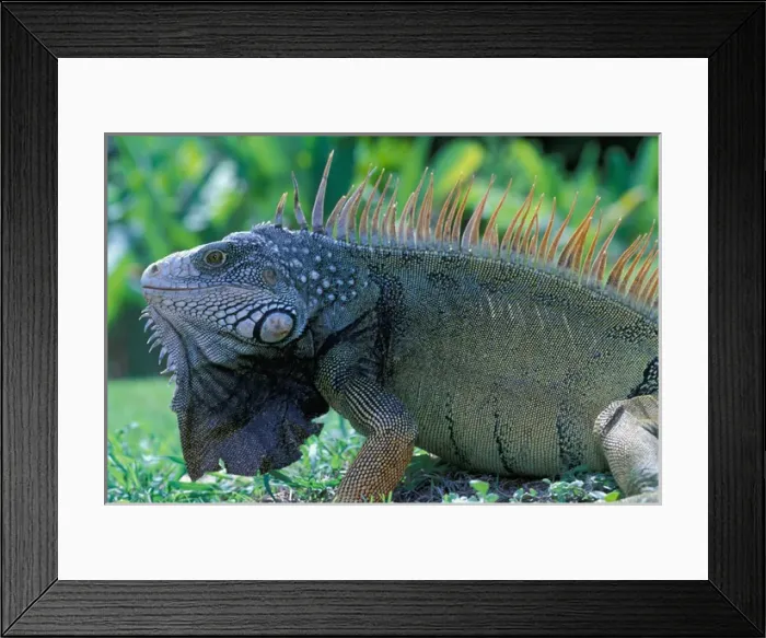 Framed Print : CA, Panama, Barro Colorado Island male Green Iguana portrait (Iguana iguana)