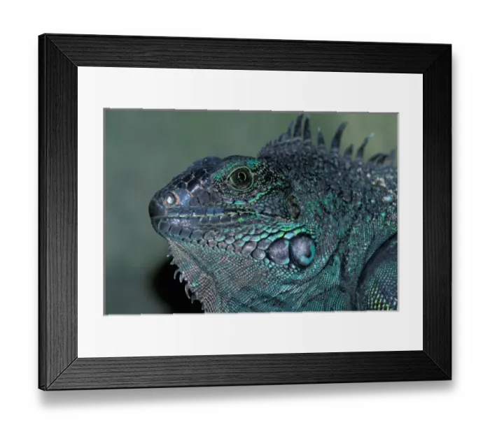 Framed Print : CA, Panama, Barro Colorado Island female Green Iguana portrait (Iguana iguana)