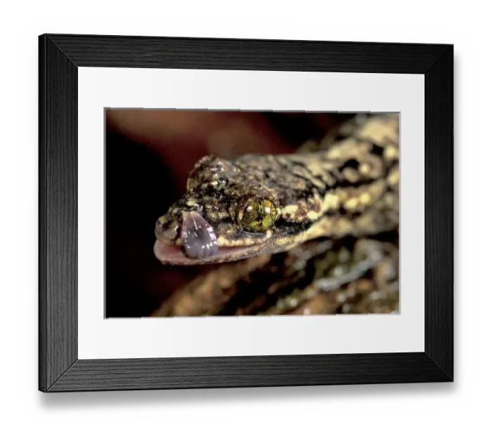 Framed Print : CA, Panama, Barro Colorado Island large forest gekko (Turniptailes Gekko, Thecadactylus