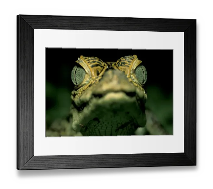 Framed Print : CA, Panama, Barro Colorado Island baby Narrow-snouted Spectacled Caiman portrait