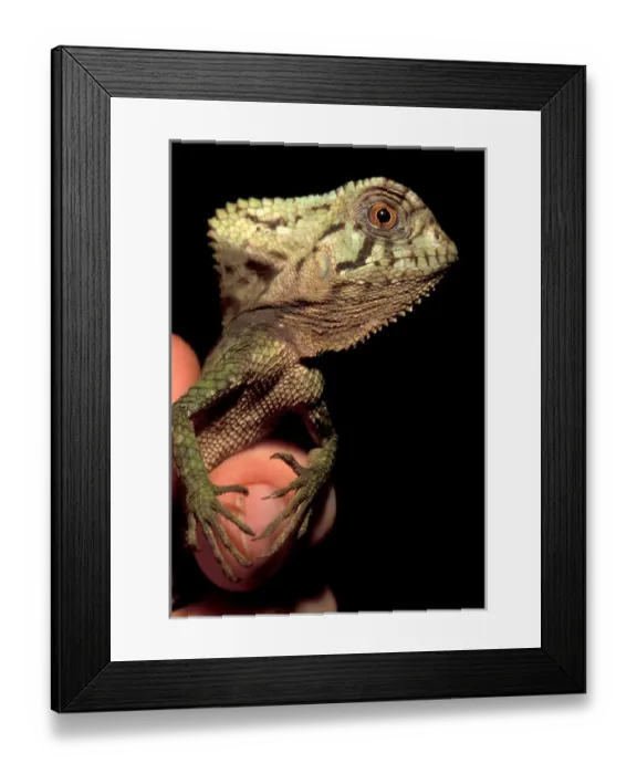 Framed Print : CA, Panama, Barro Colorado Island forest lizard (Corytophaenes cristatus)
