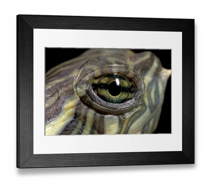 Framed Print : CA, Panama, Barro Colorado Island freshly hatched baby turtle