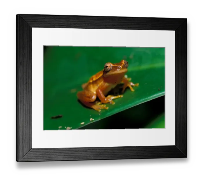Framed Print : CA, Panama, Barro Colorado Island rain forest frog
