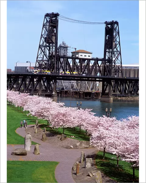 USA, Oregon, Portland, MAX crossing the Steel Bridge near cherry tree blossoms at