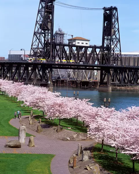 USA, Oregon, Portland, MAX crossing the Steel Bridge near cherry tree blossoms at