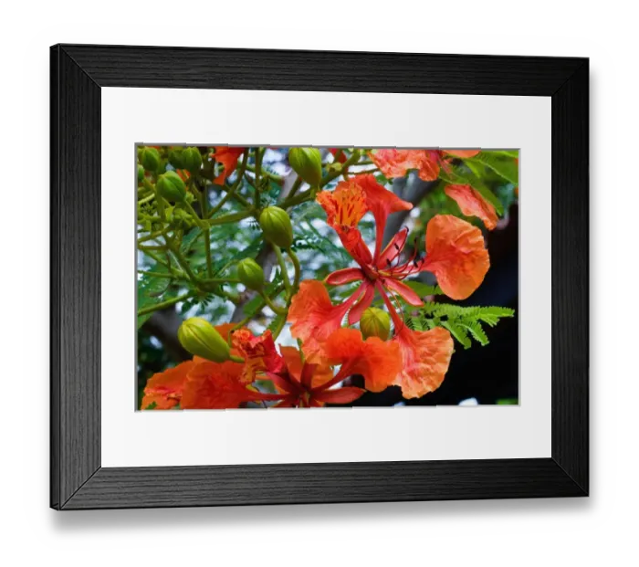 Framed Print : Panama City, Panama, Royal Poinciana (Delonix regia), or Flamboyant Tree flowering Framed Print : Panama City, Panama, Royal Poinciana (Delonix regia), or Flamboyant Tree flowering