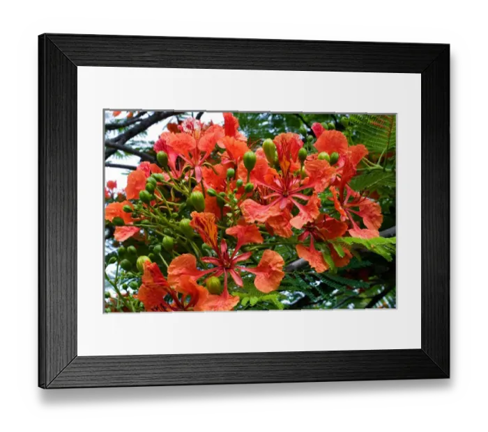 Framed Print : Panama City, Panama, Royal Poinciana (Delonix regia), or Flamboyant Tree flowering
