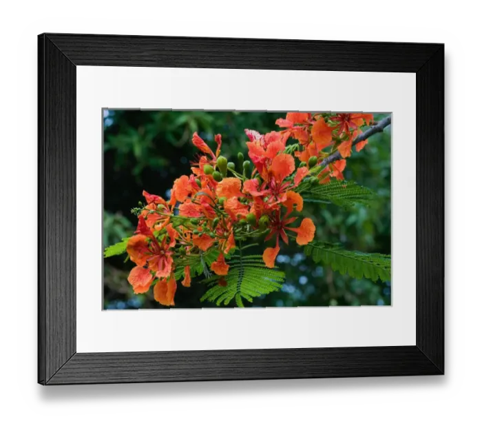 Framed Print : Panama City, Panama, Royal Poinciana (Delonix regia), or Flamboyant Tree flowering Framed Print : Panama City, Panama, Royal Poinciana (Delonix regia), or Flamboyant Tree flowering