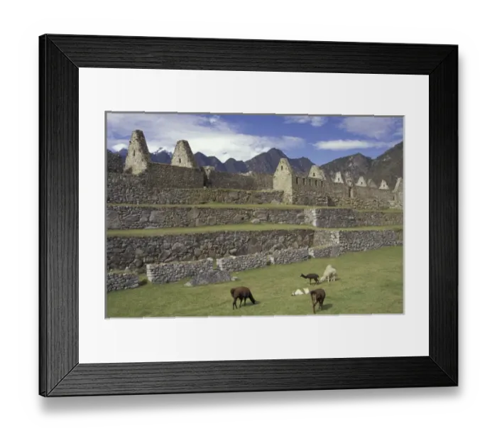 Framed Print : SA, Peru, Machu Picchu Llama and ruins Framed Print : SA, Peru, Machu Picchu Llama and ruins