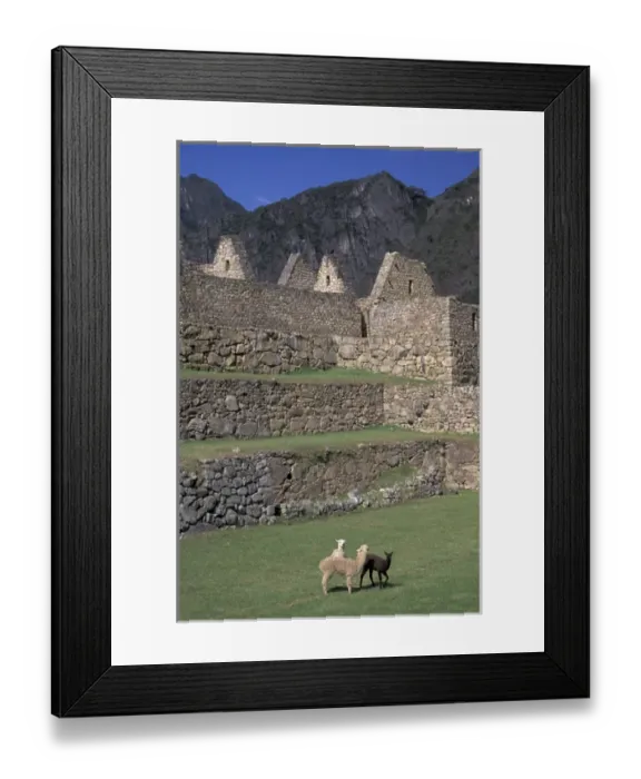 Framed Print : SA, Peru, Machu Picchu Llama and alpaca in central courtyard, ruins
