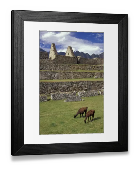 Framed Print : SA, Peru, Machu Picchu Llamas graze in front of Watchmans House Framed Print : SA, Peru, Machu Picchu Llamas graze in front of Watchmans House