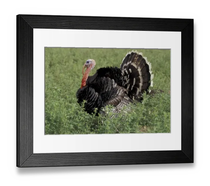 Framed Print : SA, Peru, Ica Turkey on display in field Framed Print : SA, Peru, Ica Turkey on display in field