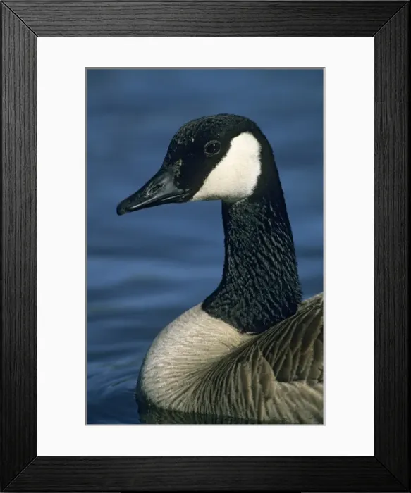 Framed Print : Canadian Goose, (Branta canadensis), Deschutes River, Bend, Oregon