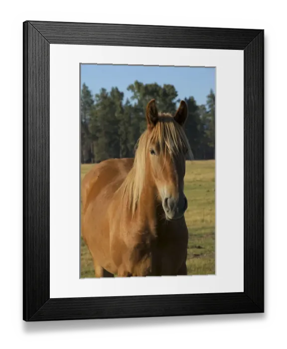 Framed Print : USA, Oregon, Sisters, closeup of horse on ranch Framed Print : USA, Oregon, Sisters, closeup of horse on ranch