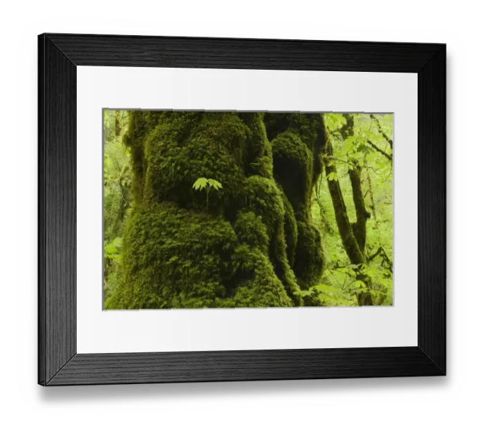 Framed Print : USA, Oregon, Bigleaf Maple (Acer macrophyllum) Seedling grows on mossy trunk, Cascade Mountains Framed Print : USA, Oregon, Bigleaf Maple (Acer macrophyllum) Seedling grows on mossy trunk, Cascade Mountains