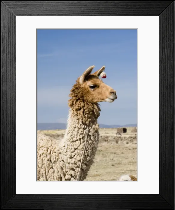 Framed Print : South America - Peru. LLama posing near Puno