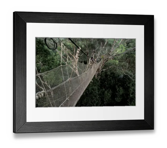 Framed Print : SA, Peru, Sucusari River Region, Canopy walkway and tourists in the Peruvian rainforest