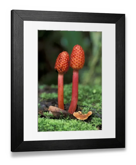 Framed Print : SA, Peru, Napo River Region. Fungus in the tropical rainforest Framed Print : SA, Peru, Napo River Region. Fungus in the tropical rainforest
