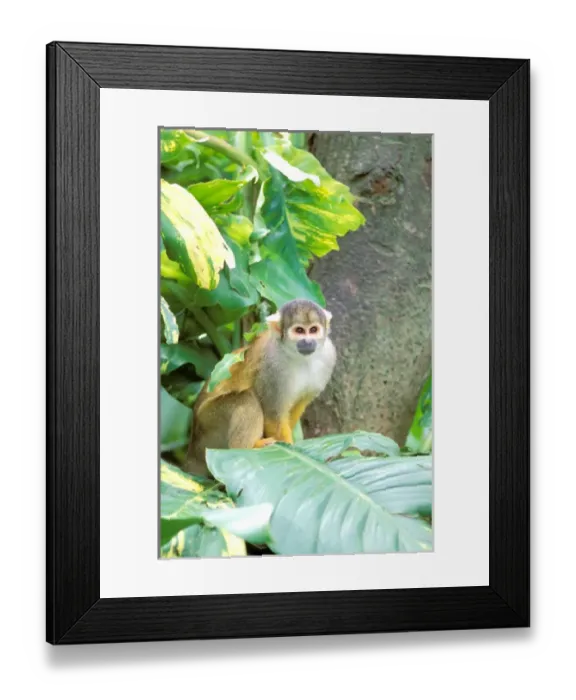 Framed Print : South America, Peru, Manu National Park, Rainforest. Squirrel Monkey (Saimiri sciureus) Framed Print : South America, Peru, Manu National Park, Rainforest. Squirrel Monkey (Saimiri sciureus)
