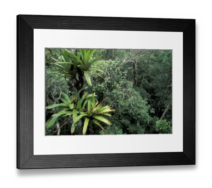 Framed Print : SA, Peru, Napo River Region. Rainforest canopy mixed with Lianas and Bromeliad