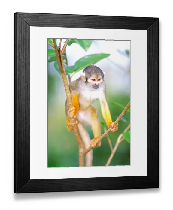 Framed Print : South America, Peru, Manu National Park, Rainforest. Squirrel Monkey (Saimiri sciureus) Framed Print : South America, Peru, Manu National Park, Rainforest. Squirrel Monkey (Saimiri sciureus)